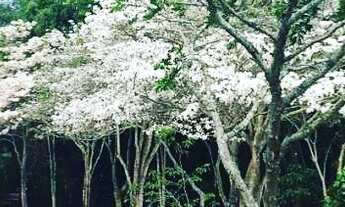 Imagem 4: Lote com 300m2<br>- Real Park - Vila Oliveira - Mogi das Cruzes - SP