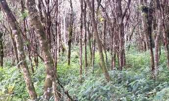 Imagem 2: Excelente Chácara Sem Benfeitorias