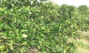 Imagem 6: Sítio de Laranja 77 Tarefas