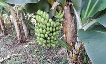 Imagem 4: Chácara para Venda em Socorro, ., 4 dormitórios, 2 suítes, 3 banheiros, 6 vagas