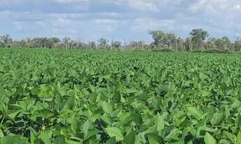 Imagem 4: Fazenda Município Feliz Natal - MT