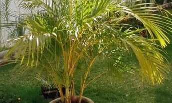 Imagem: ARNIQUEIRAS TOP DE LINHA 4 STS, CHURSQ