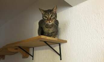 Imagem 4: Vista horizonte e Mar de Ipanema