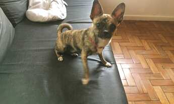 Imagem 5: Vista horizonte e Mar de Ipanema