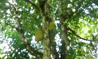 Imagem 3: Sitio em Colônia de Leopoldina obs: leiam a descrição