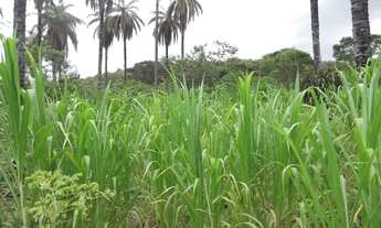 Imagem 7: Lote rural de 36.000m ²,belíssima vista, nascente de água, Serra do Cipo