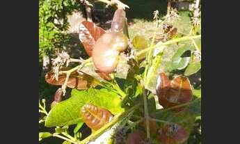 Imagem 2: Casa/Chácara em Monte Mor