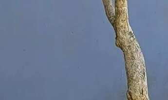 Imagem 4: Casa em Nonoai Casa com 3 dormitórios