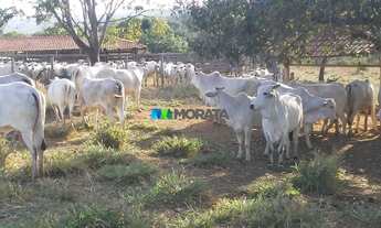 Imagem: FAZENDA À VENDA - 454 HECTARES - REGIÃO