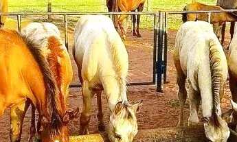 Imagem 5: Fazenda é aqui mesmo!