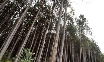 Imagem 4: Terreno para chácara com Pinus de 19 anos