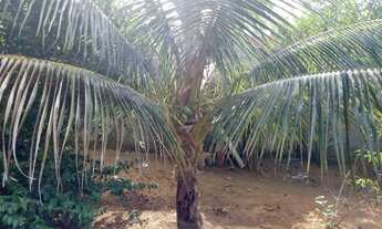 Imagem 3: Vendo Chácara em Chapada Grande