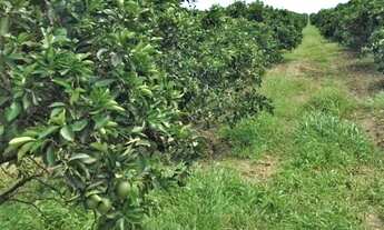 Imagem 3: Sítio de Laranja 77 Tarefas