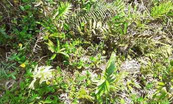 Imagem 4: Ótimo Terreno na Área Rural de Itanhaém 38,75m X 65.10m