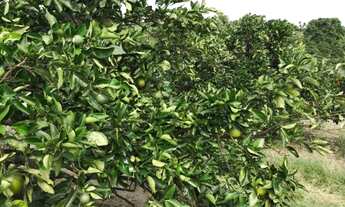 Imagem 4: Sítio de Laranja 77 Tarefas