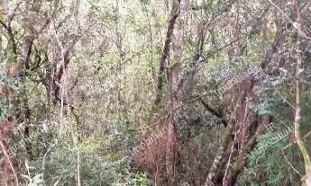 Imagem 7: Excelente Chácara Sem Benfeitorias