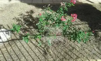 Imagem 5: Casa com 3 dormitórios, 204 m² terreno - venda por R$ 370.000 ou aluguel por R$ 1.562/mês