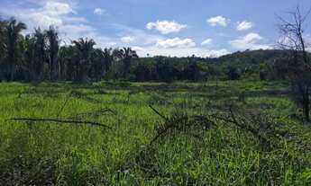 Imagem: Fazenda para pecuaria em Caxias do Maranhão