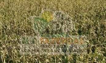 Imagem 2: Fazenda à Venda em Jeremoabo - BA | 1.424 Hectares