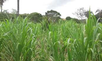 Imagem 5: Lote rural de 36.000m ²,belíssima vista, nascente de água, Serra do Cipo