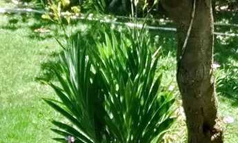 Imagem 5: Casa com 3 dormitórios para alugar, 600 m² por R$ 5.800,00/mês - Barra do Jacuípe - Camaça