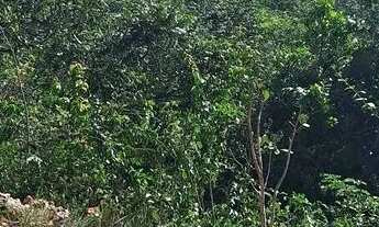 Imagem 5: Chácara Paraíso do Sonho a venda