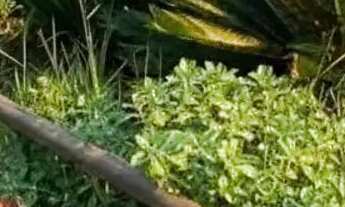 Imagem 4: Imóvel para venda possui 673 metros quadrados com 5 quartos em Praia do Rosa - Imbituba