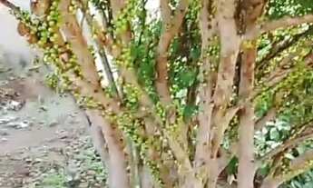 Imagem 4: Vendo ou Troco Esse Lote Meneses