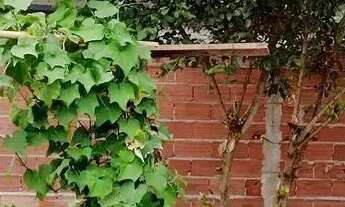 Imagem 7: Imóvel para venda com 200 metros quadrados com 1 quarto em Setor Central - Brazabrantes