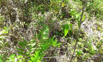 Imagem 5: Ótimo Terreno na Área Rural de Itanhaém 38,75m X 65.10m