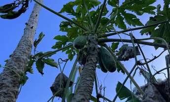 Imagem 4: São Lourenço da Serra - Chácara - Barrinha