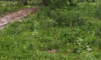 Imagem 6: Vendo terreno na barreira