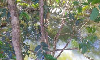 Imagem 3: Fazenda Perto De Formosa - 20 Alqueires - Formada Com Pastagem - Plana - m. O. n. E