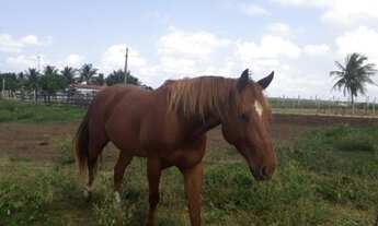 Imagem 7: Ótima Fazenda com 20 hectares na região de Macaíba de porteira fechada