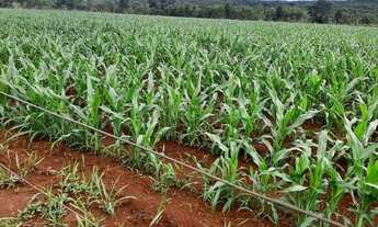 Imagem: Fazenda 33 Alqueires no Municipio de Jaragua