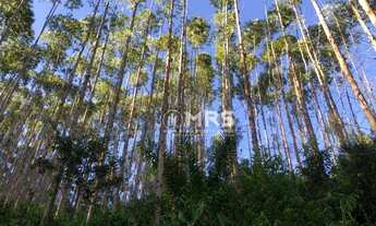 Imagem 2: Terreno à venda, com 80,5 hectares e 100 mil pés de eucalipto, no bairro Campo Novo - Tij