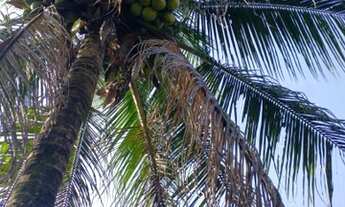 Imagem 6: Sítio Chácara com venda por R$450.000