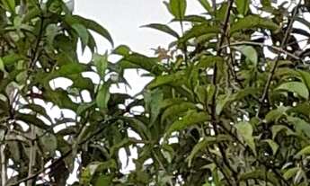 Imagem 4: Vendo ou troco por casa na cidade