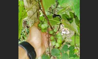 Imagem 2: 29.000M² toda na laranja em CABUÇU (Itaboraí RJ