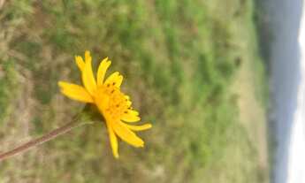 Imagem: R5- Imóvel para venda possui 600 metros