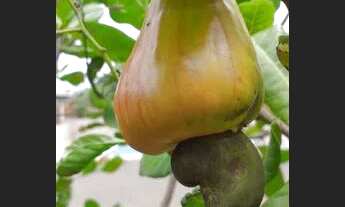 Imagem 5: Casa/Chácara em Monte Mor