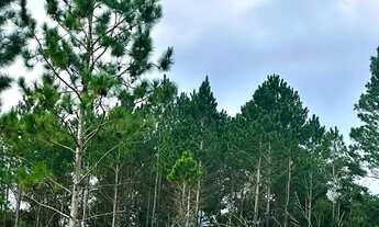 Imagem 4: Vendo terreno de 1.000m² na divisa de São Roque valor inicial R$100 mil