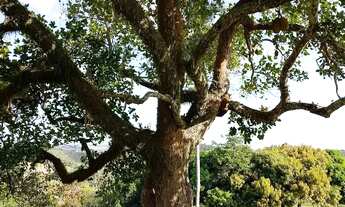 Imagem 5: Vende -se terreno Capela -Sergipe