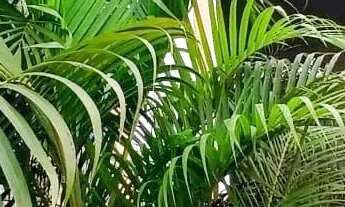 Imagem 2: Linda casa para venda em São Lourenço - MG