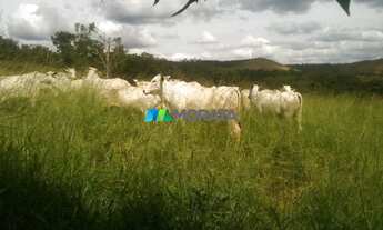 Imagem 7: FAZENDA À VENDA - 454 HECTARES - REGIÃO DE BOCAIUVA (MG
