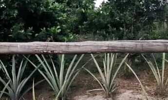 Imagem 7: Chácara 3 alqueires Silvania