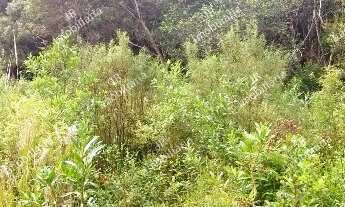 Imagem 6: Excelente Chácara Sem Benfeitorias