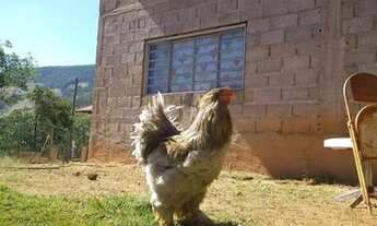 Imagem 5: Oportunidade no interior de Socorro sp