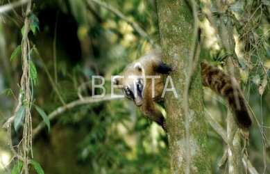 Imagem 6: 08146 - Terreno, GENESIS II - SANTANA DE PARNAÍBA/SP