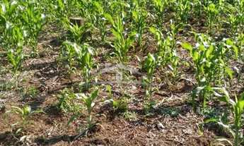 Imagem 6: GRAMADO - Terreno Padrão - Linha Avila